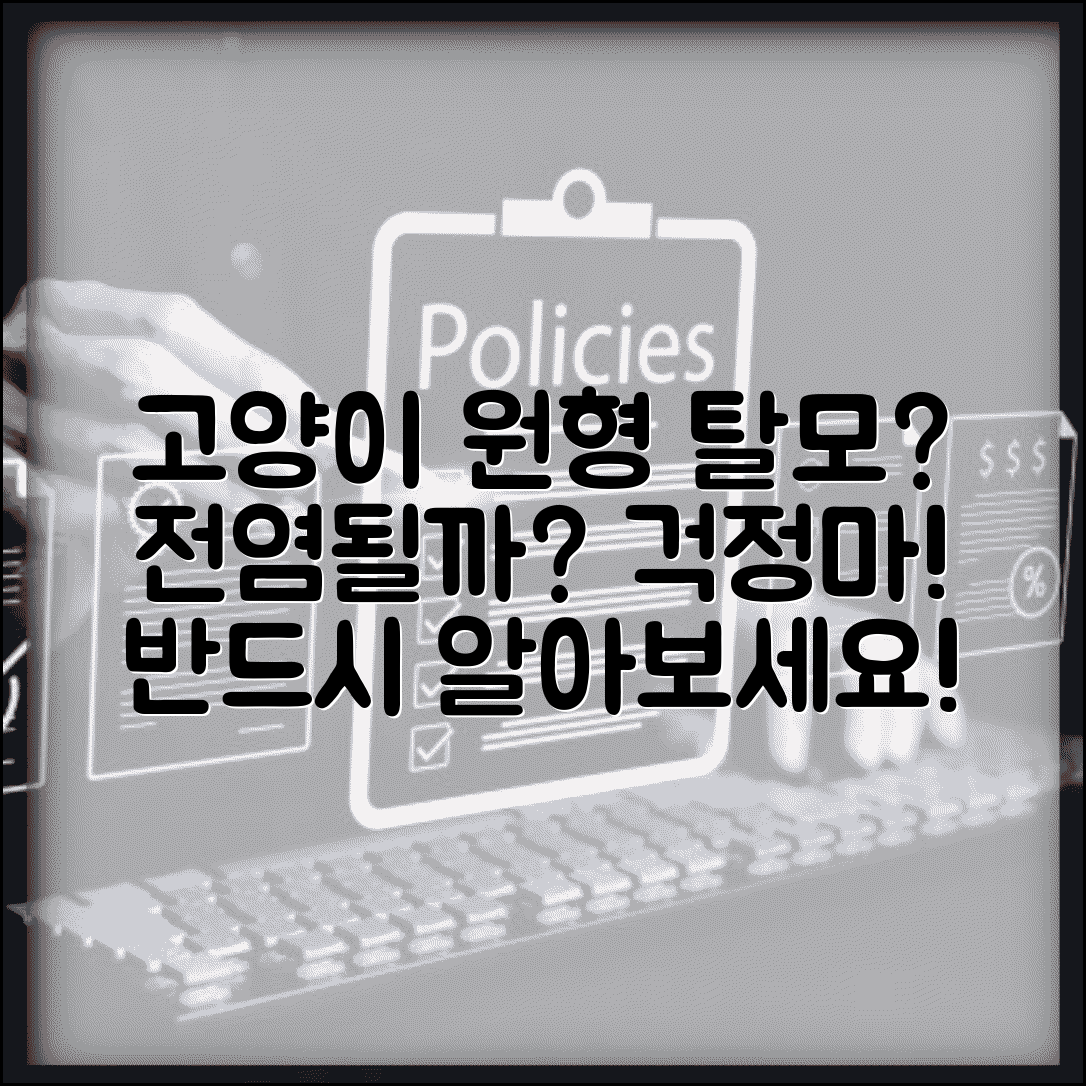 고양이가 원형 탈모 생겼는데 전염되나요 | 고양이 원형탈모 | 백선 | 전염성